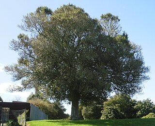 <i>Streblus heterophyllus</i> Species of tree