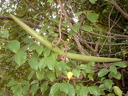 Strophanthus sarmentosus