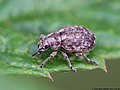 Strophosoma capitatum (De Geer, 1775)