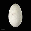 * Nomination egg of red-footed booby - Oeuf de Fou à pieds rouges --Ercé 07:04, 7 January 2019 (UTC)  Support Good quality. --Podzemnik 08:23, 7 January 2019 (UTC) * Promotion {{{2}}}