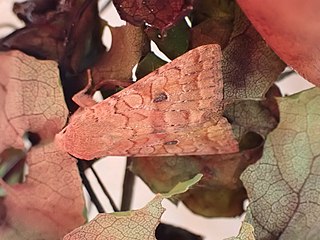 <i>Agrochola verberata</i> Species of moth