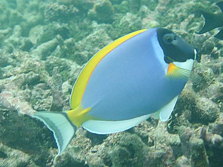 Powderblue surgeonfish, one of the most common reef fish in the Maldives