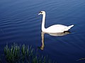 Swan on the Lancaster Canal (near Holme)