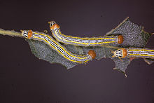 Symmerista leucitys larva.jpg