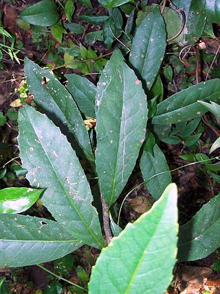 <i>Symplocos thwaitesii</i> Species of tree