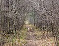 * Nomination Lucky inside a natural tunnel, Hartelholz Forest, Munich, Germany --Poco a poco 17:26, 22 July 2017 (UTC) * Promotion As the main subject is the dog, the sharpness is adequate for me. You could add some dog-related category. Good quality. --Basotxerri 12:07, 24 July 2017 (UTC)