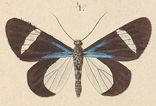 <i>Milionia clarissima</i> Species of moth