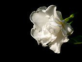 Flower of a living Tabernaemontana, or milkwood Tabernaemontana divaricata by kadavoor.jpg