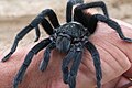 Mexican tarantula