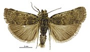 Thumbnail for File:Tawhitia glaucophanes male2.jpg