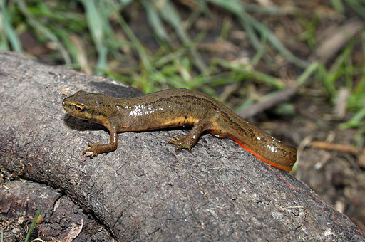 Teichmolch-triturus-vulgaris