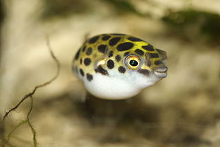 <i>Dichotomyctere nigroviridis</i> Species of fish