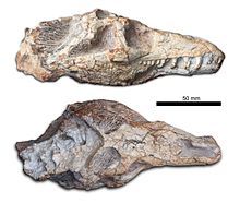 Teyujagua paradoxa Kafatası lateral ve dorsal.jpg