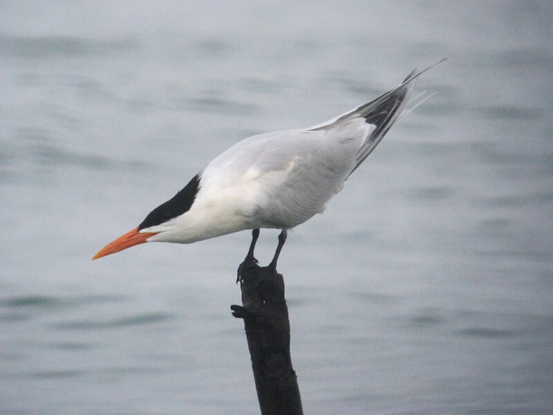 File:Thalasseus maximus Gaviotín Real Royal Tern (13406755934).jpg