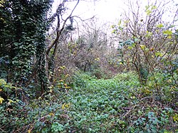 The Orchards Nature Reserve 2.jpg