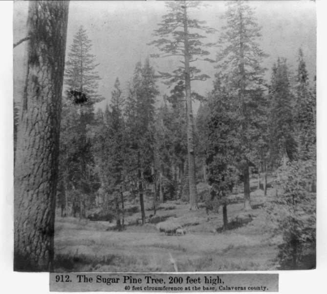 File:The Sugar Pine Tree, 200 ft. high; 40 ft. circumerence at the base - Calaveras County LCCN2002721321.tif