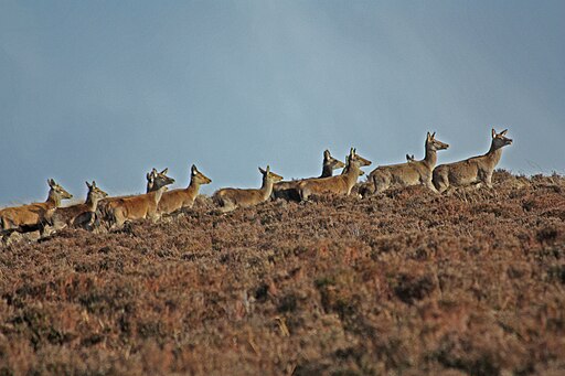 The Wild Red Deer of Exmoor (5968078082)