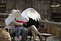 owl, falcon, and eagle flight show