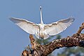 "The_great_egret_(Ardea_alba).jpg" by User:Mildeep