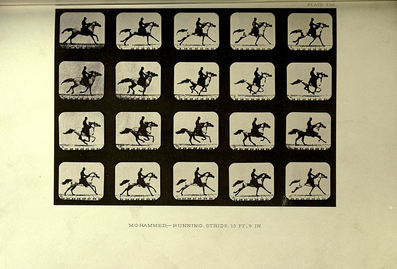 File:The horse in motion as shown by instantaneous photography BHL19590372.jpg