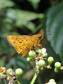 <i>Thoressa honorei</i> Species of butterfly
