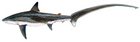 Thresher shark (Duane Raver).png