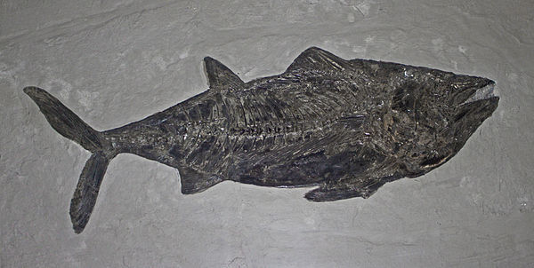 Fossil specimen