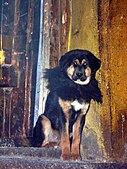 Tibetan Mastiff (2642055070).jpg
