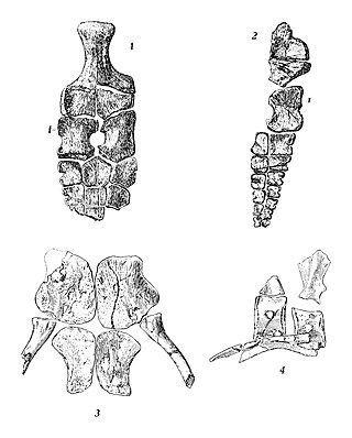 <i>Toretocnemus</i> Extinct genus of reptiles