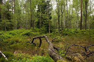 Deadwood and moss cushion in the NSG Waldmoor-Porfstich