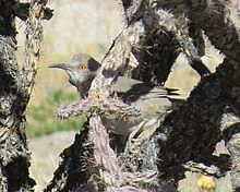 Curve-billed thrasher in cover. Toxostoma curvirostre in Cylindropuntia imbricata.jpg