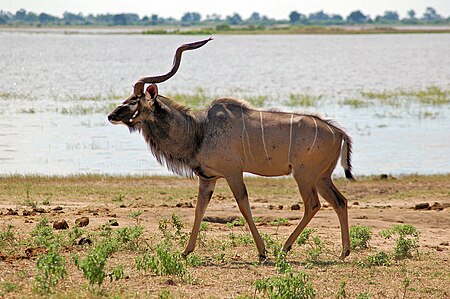 Tragelaphus