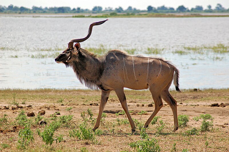 File:Tragelaphus strepsiceros -Chobe River front, Botswana-8.jpg