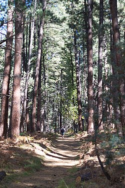 Yerleşime adını veren Tonto Ulusal Ormanı'ndaki çam ormanları (İngilizce: pine: "çam")