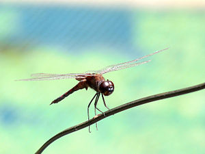 Black Marsh Trotter Tramea limbata Male