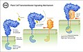 Transmembrane Signaling in a Plant Cell Aided by a Steroid (5843069559).jpg