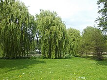 Salix ×sepulcralis