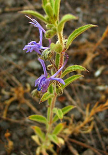 <i>Trichostema lanceolatum</i> Species of flowering plant