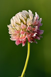 Une inflorescence de trèfle hybride (Trifolium hybridum). (définition réelle 4 000 × 6 000)