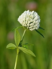 Vitblommande mutation, Trifolium pratense f. albiflorum. Detta är alltså inte en vitklöver