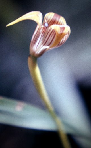 <i>Maxillaria subrepens</i> Species of orchid