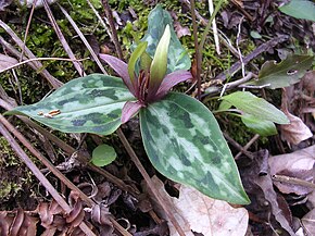 Beschrijving van de afbeelding Trillium reliquum.jpg.