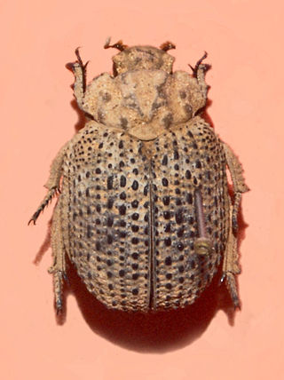 <i>Omorgus suberosus</i> Species of beetle