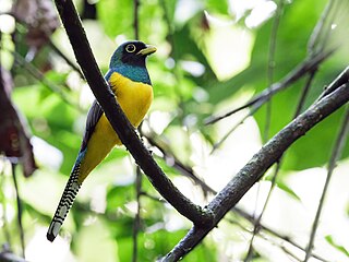 <span class="mw-page-title-main">Choco black-throated trogon</span> Species of bird