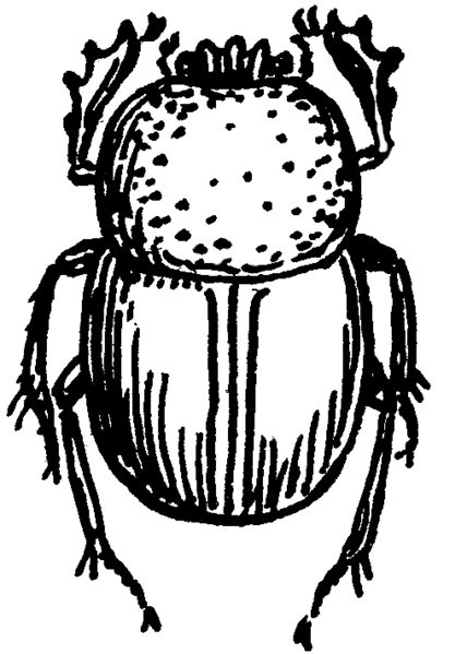 File:Tumble Bug (PSF).png