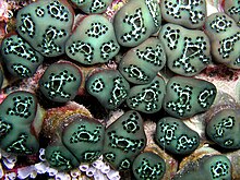 A tunicate group from East Timor Tunicate green.jpg