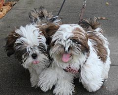 Image 50Two Shih Tzu puppies  (from Puppy)
