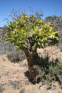 <i>Tylecodon</i> genus of plants