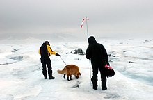 A cadaver dog searches for human remains at a plane crash site in Greenland. US Navy 040807-N-0331L-002 Rudy Hutchinson and Susan Frank are led by cadaver dog, Tucker during the recovery of a Navy P-2V Neptune aircraft that crashed over Greenland in 1962.jpg