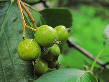 Unreife Verletzungen von Sorbus franconia IMG 7677ab.jpg